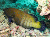 poisson, bandes, verticales, points bleus, nageoires, bleues