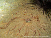 cérianthe, tube ensablé, couronne tentacules, longs, fins, bicolore bransparent- brun-rosé, violacé ou 2 à 4 bandes, centre, tentacules courts, rayés brun-blanc, disque orale vert pâle