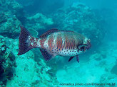poisson, bandes, verticale, taches, bleues, cerclées foncé