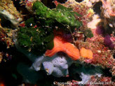 Palmophyllum crassum 