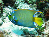 Poisson, comprimé, bleu jaunâtre, tête jaune, front tache bleu cerclé bleu vif, nageoires jaunes