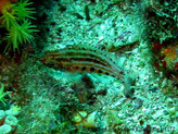 Poisson allongé, cylindrique, lignes bigarées, ventre, série de taches rectangulaires noires 