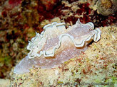 nudibranche, brun-mauve à points blancs, bordure blanche, bande grisâtre