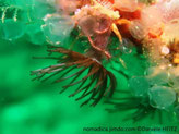 anémone coloniale, zoanthaire, pied tubulaire, couronne de tentacules, brun-grisâtre, disque oral clair, bouche sombre