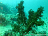 corail, forme arborescente, bouquets touffus, couleur orange, branches ramifiées, polypes, 6 tentacules chrnus