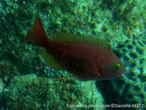 Poisson, 