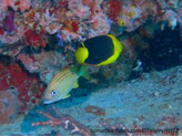 Poisson, corps comprimé, jaune et noir, queue jaune