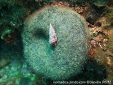 algue verte, forme boule duveteuse, vert foncé