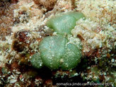 Algue verte, forme coussin aplati, petites bulles regroupées