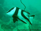 poisson, rectangulaire, blanc, bandes, noires à rougeâtres, 