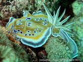 nudibranche, jupe large, manteau brunâtre, taches bleu-violacé cerclées blanc, bordure manteau bande jaune, blanche,  bleu-mauve et liseré blanc terminal, pied  similaire au manteau, bord  liseré blanc