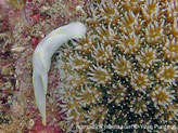 Limace, blanche, bordure jaune, tête aplatie