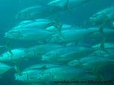 Poisson, corps allongé,  opercule trace noire,  milieu latéral, 3 à 4 taches noires, dos saupoudré de taches cuivrées