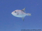 Poisson, corps ovale, bleu grisâtre,nageoires sombre, juvénile dos sombre, taches rondes blanches