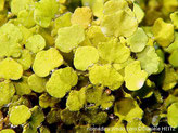 Algue verte, tapis touffus, denses, chapelet de feuilles