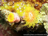 corail, tube rose-orangé, polypes, tentacules jaune vif