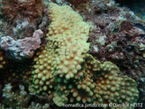 corail dur, plaque encroûtante, surface, lobée