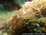 corail incrustant, brun-pâle, petits points blancs dispersés