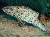 poisson, taches, brun rougeâtre
