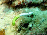 algue, forme tubulaire, blanc-vert, terminaison hérissée de poils vert