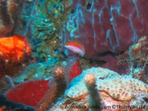 Poisson, brun olivâtre, lignes rosés sur les flancs