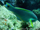 Poisson, vert bleu, joue, tache violette, bande évasée bleu-vert, queue, bande jaune, tache noire