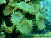 algue brune, feuille forme trompette, terminaison  plate, centre concave, double rangées épineuses