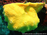 ascidie tunique commune, jaune citron, siphons cerclés blancs, surface petits trous