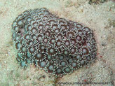 corail mou, forme de fleur, brunâtre, tentacules, extrémités blanches, disque oral blanchâtre
