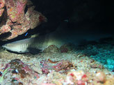 Egypte, Sharm El Sheikh 2021 12 28 - 2022 01 05 
