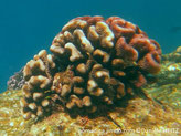 corail dur, branches courtes , compactes