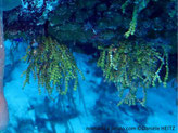 Algue verte, forme chapelet de disques