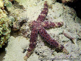 étoile de mer, mauve bandes crème, 5 bras, surface couverte de grosses verrues