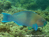 Poisson, corps bleu-vert, avant jaune orangé, milieu corps, bande verticale bleue