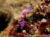 Nudibranche, mauve, papilles rosé ou orangé, terminaison blanche