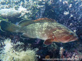 poisson, massif, brun-grisâtre à rougeâtre, taches crème, nageoire dorsale épineuse, teintée de rouge