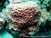 corail dur, forme dôme, surface, vallées sinueuses