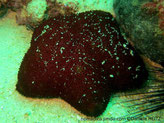étoile de mer, forme coussin étoilé, surface tubercules côniques, bras triangulaires, courts, pointes recourbées