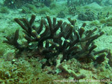 corail dur, branches ramfiées