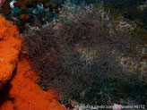 corail noir, forme buisson, branches ramifiées, rameaux courts, noirs, polypes blancs 