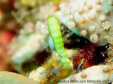 algue, forme tubulaire, blanc-vert, terminaison hérissée de poils vert