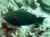 poisson perroquet, vert sombre, bouche orange, yeux orange, haut opercule, tache jaune