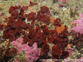 algue rouge,forme d'éventail, petite, rouge sombre
