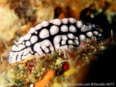 Limace verruqueuse, manteau noir, tubercules blanches ou rosés,  rhinophores, base rosée, pointe noire, pied blanc