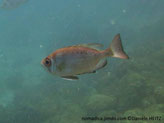 Poisson,  argenté rosâtre, nageoire pelvienne, base, tache noire