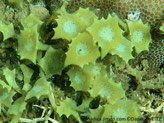 algue brune, feuille forme trompette, terminaison plate, bord denté, centre concave