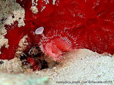 ver marin, tube blanc, panaches plumeux en forme de U,  rose-rouge-orangé, opercule, forme entonnoir