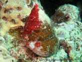 Escargot de mer, coquille cône pyramide, surface perlée, crème, bandes rouge-violacé, base tiret blanc-rouge violacé