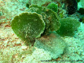 Algue verte, forme pagaie, pédoncule épais, groupée