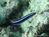 blennie, corps, très allongé, noir à brun-jaunâtre, 2 bandes  bleues, horizontales